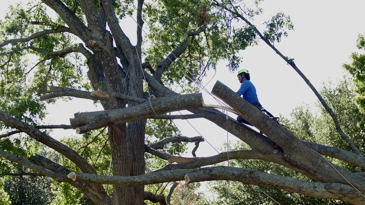 Professional Hazardous Tree Removal performed by certified arborists in Morrisville